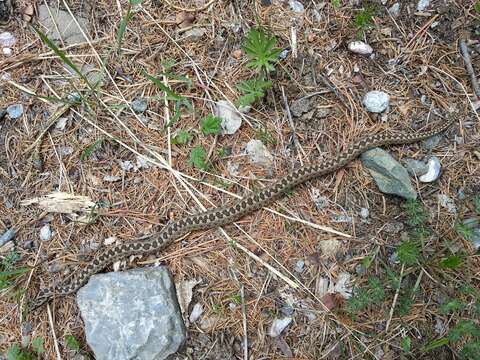 صورة Vipera altaica Tuniyev, Nilson & Andrén 2010