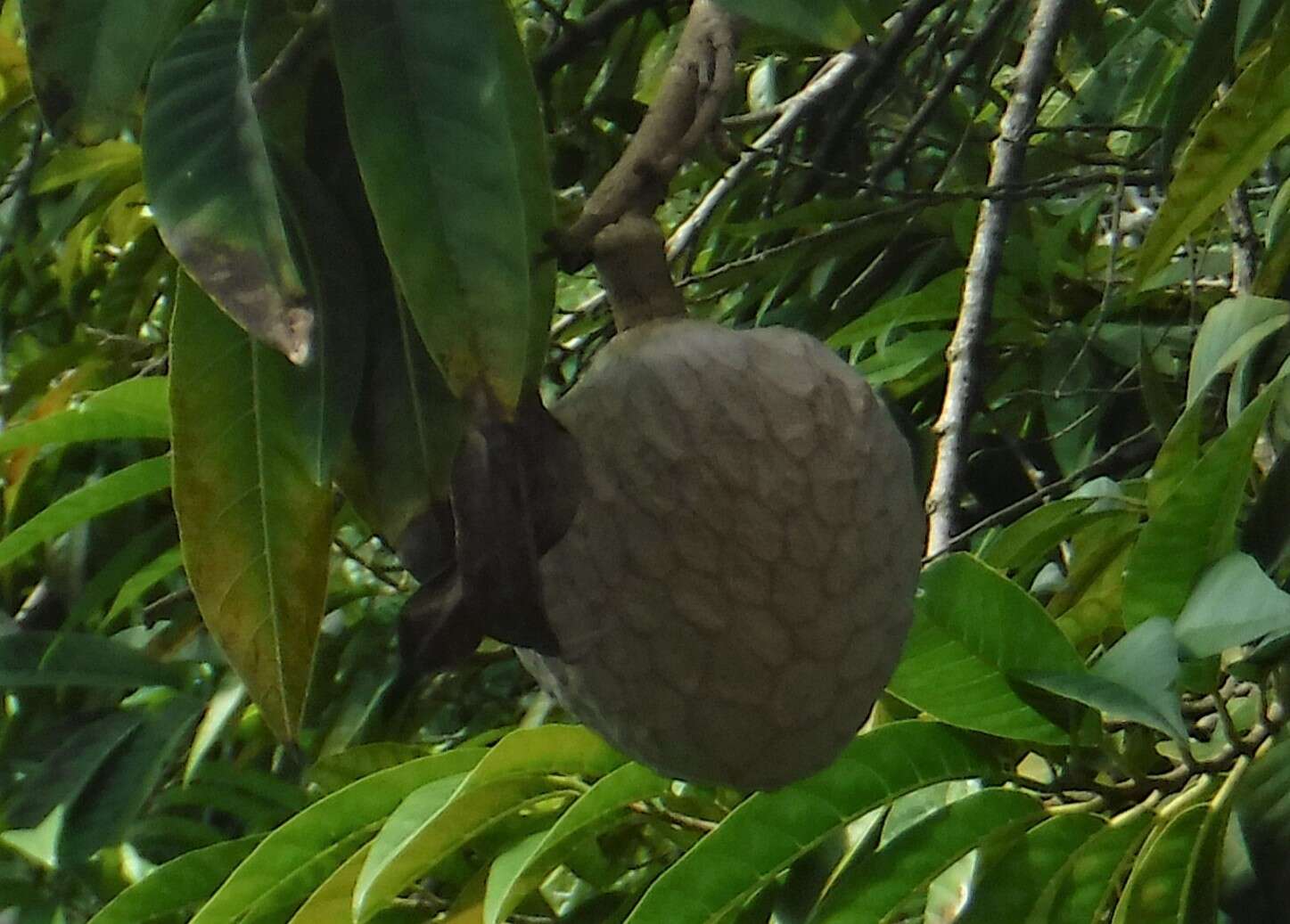 Imagem de Annona reticulata L.