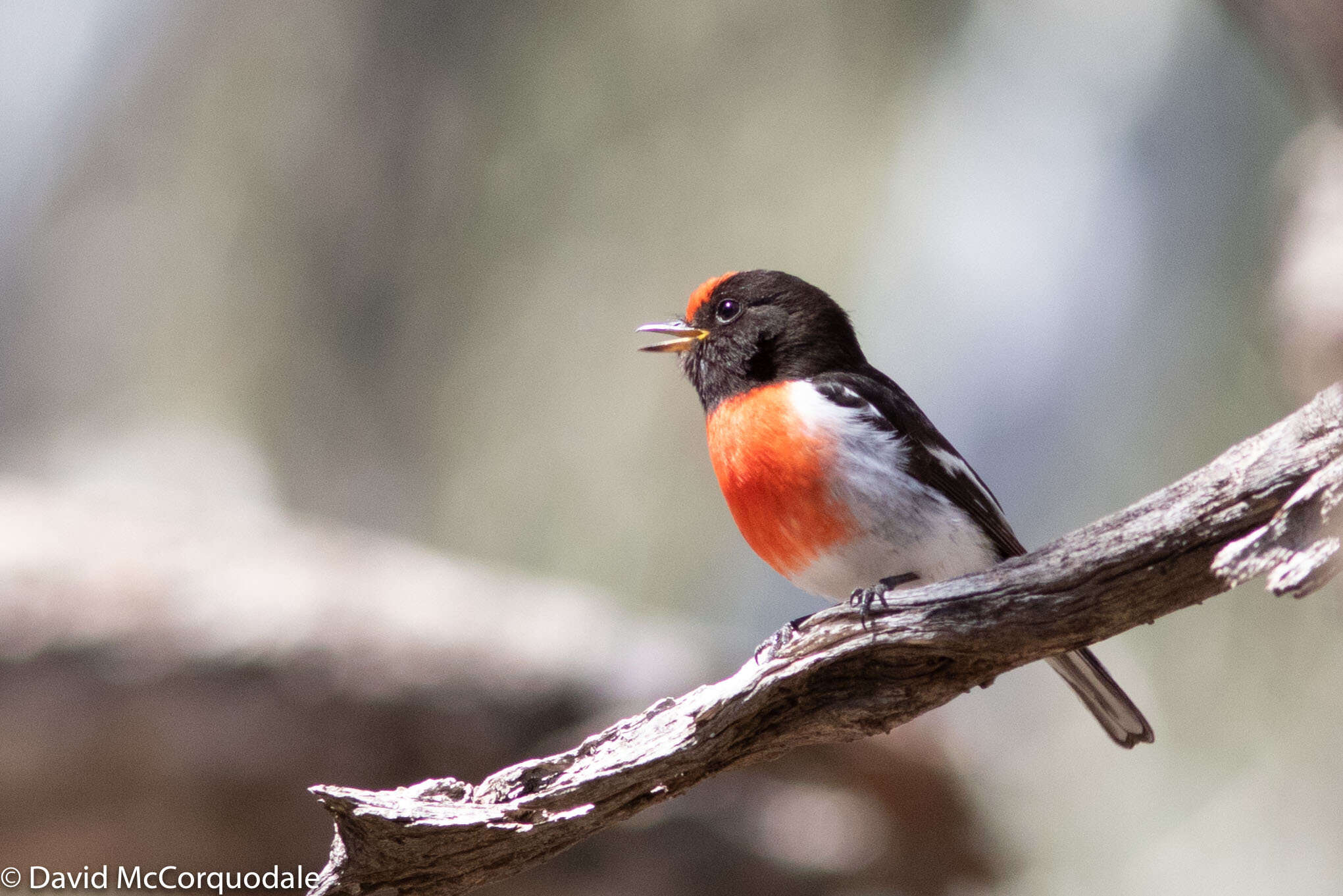 Image of Red-capped Robin