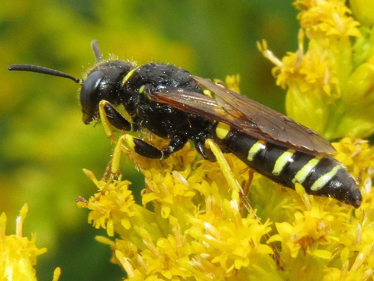 Image of Philanthus solivagus Say 1837