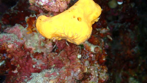 Image of Maltese sponge