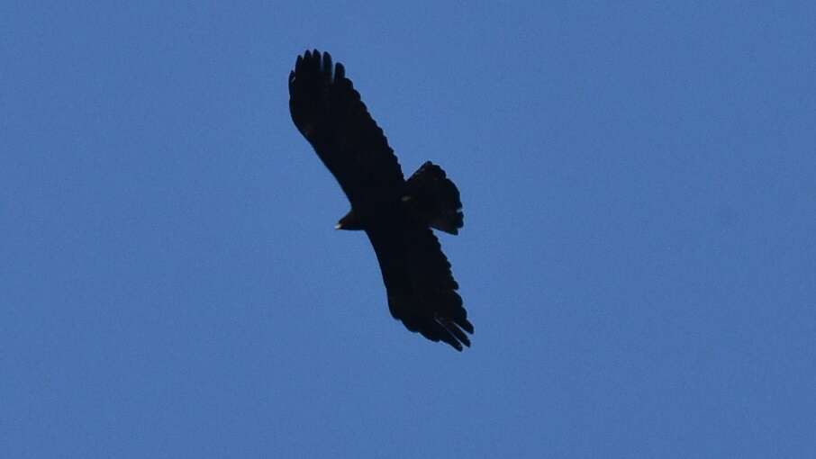 Image of Asian Black Eagle