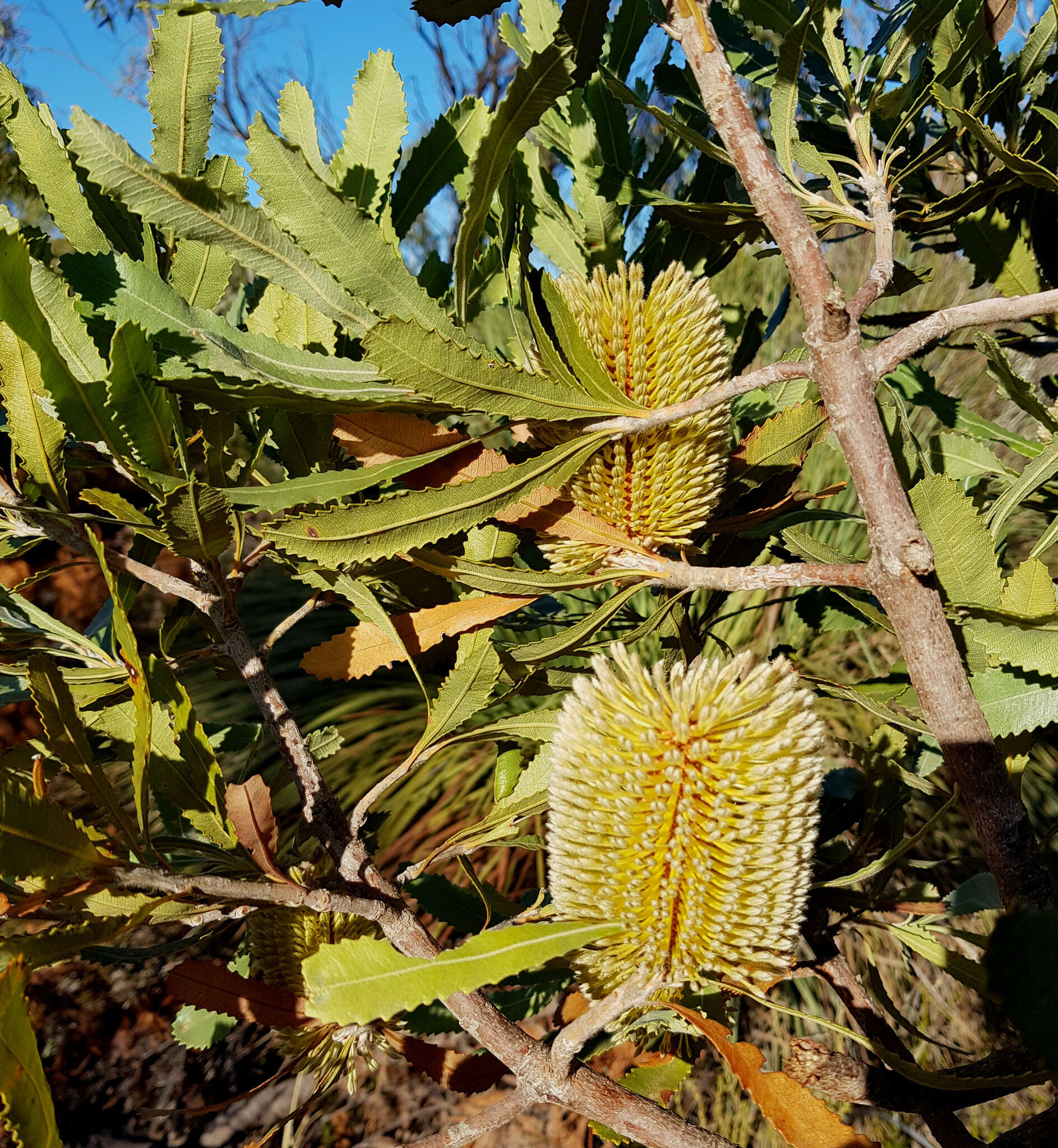 Sivun Banksia ornata F. Müll. ex Meissn. kuva