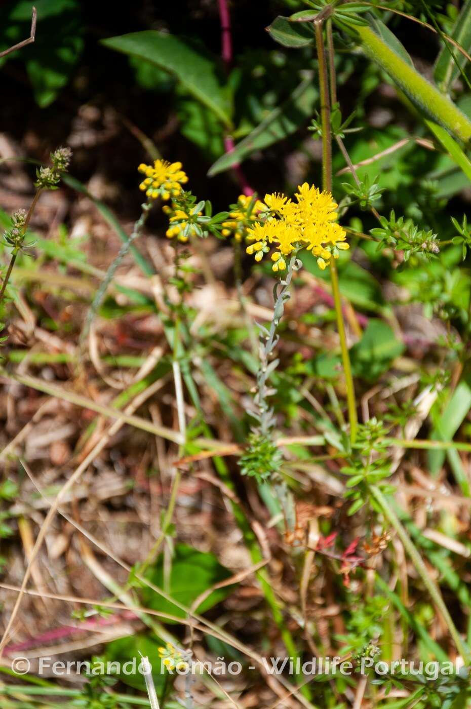 Слика од Petrosedum forsterianum (Sm.) V. Grulich