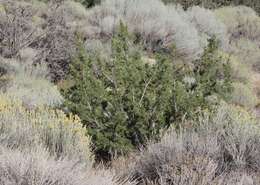 Sivun Juniperus californica Carrière kuva