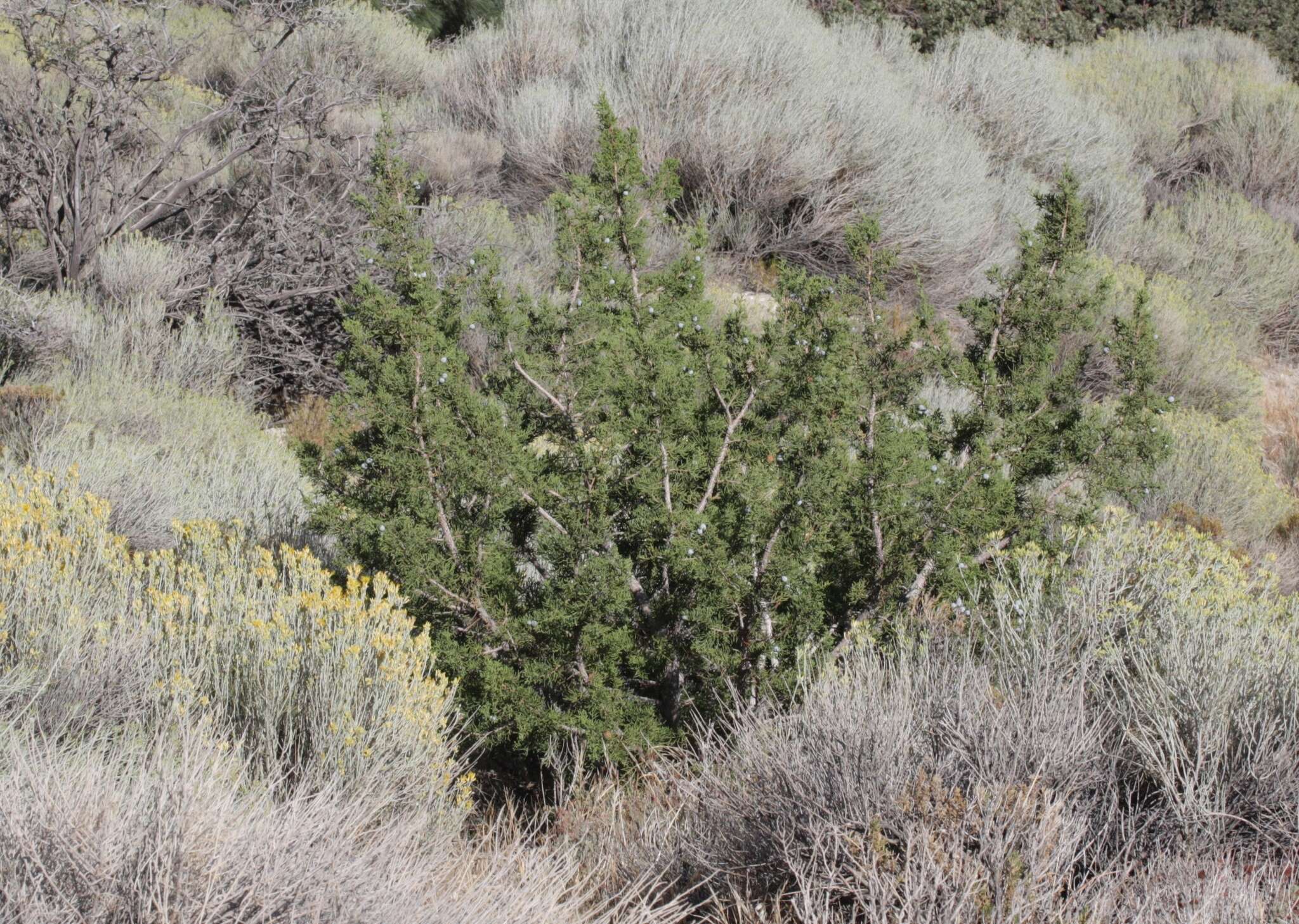 Imagem de Juniperus californica Carrière