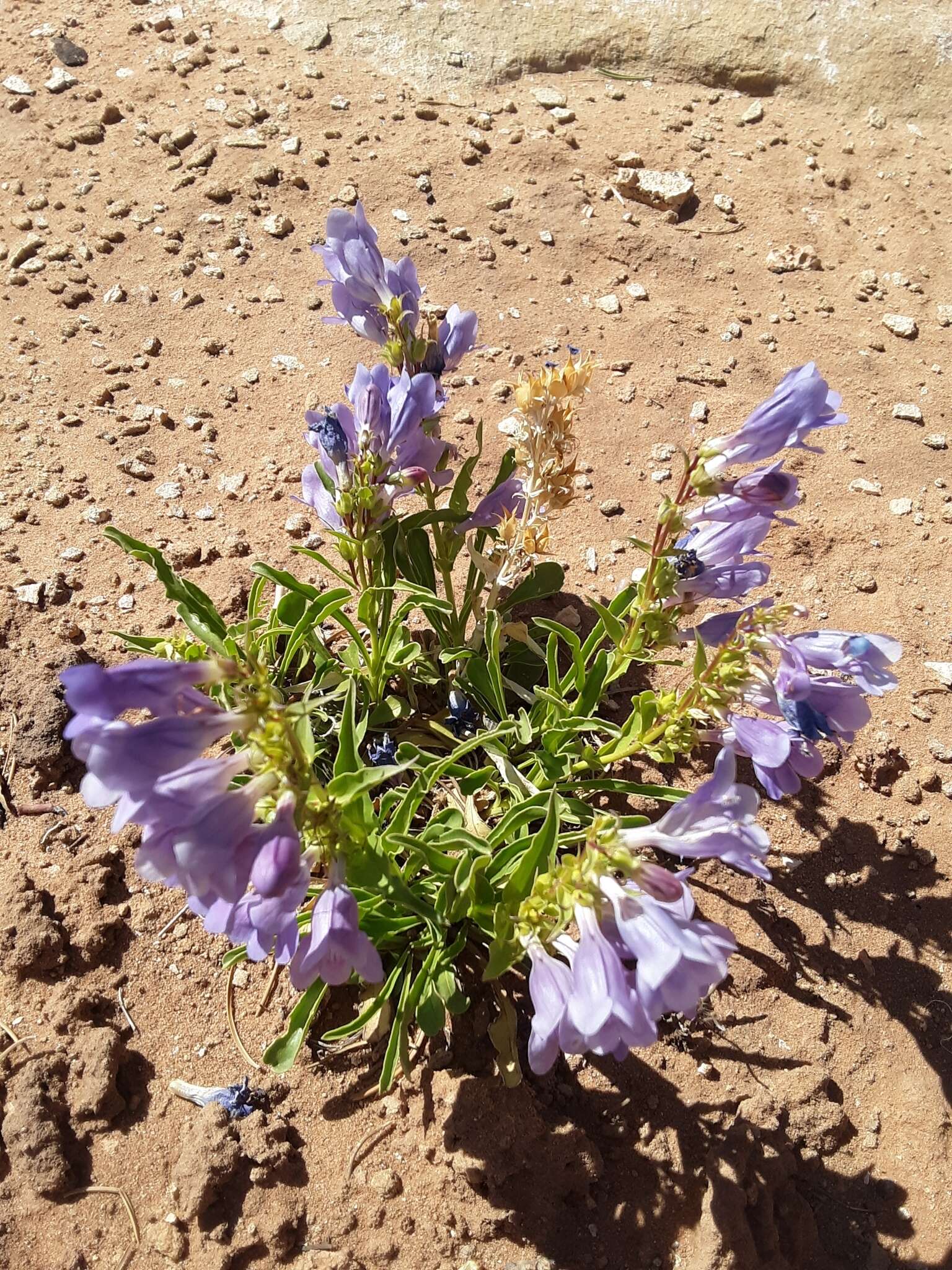 Image de Penstemon strictiformis Rydb.