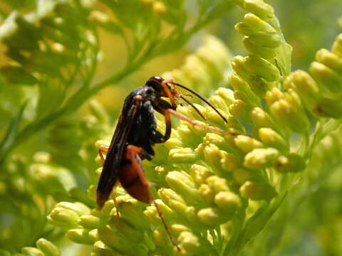 Image of Tachypompilus ferrugineus nigrescens