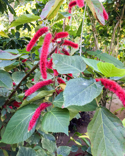 Image of chenille plant