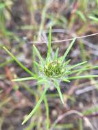 Image of sticky western rosinweed