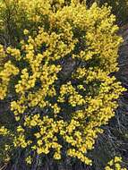 Image of Acacia sclerophylla var. sclerophylla