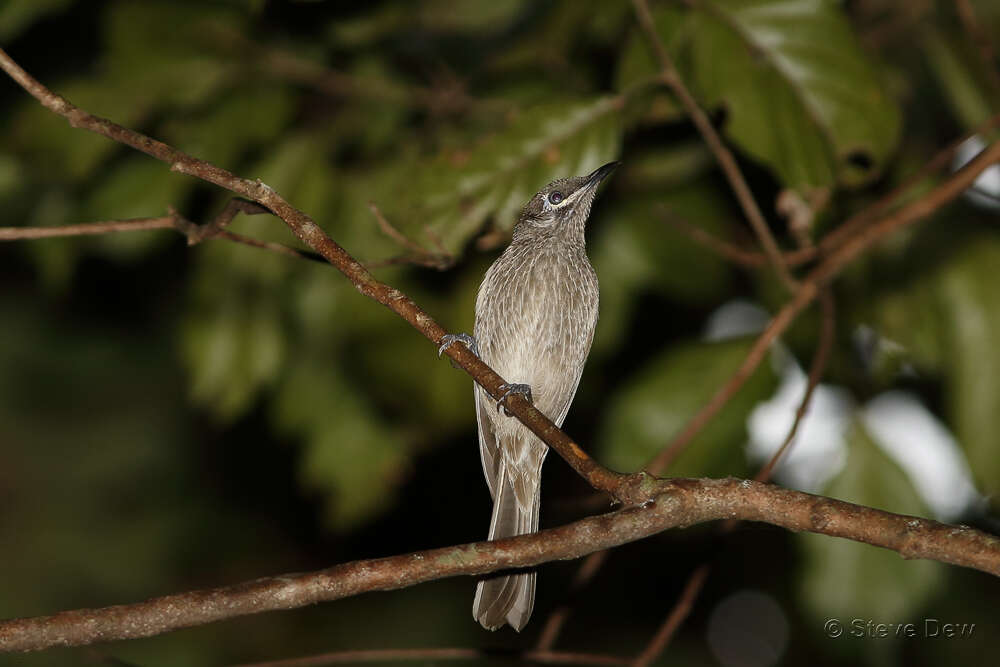 Image of Eungella Honeyeater