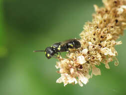 Image de Hylaeus pictipes Nylander 1852