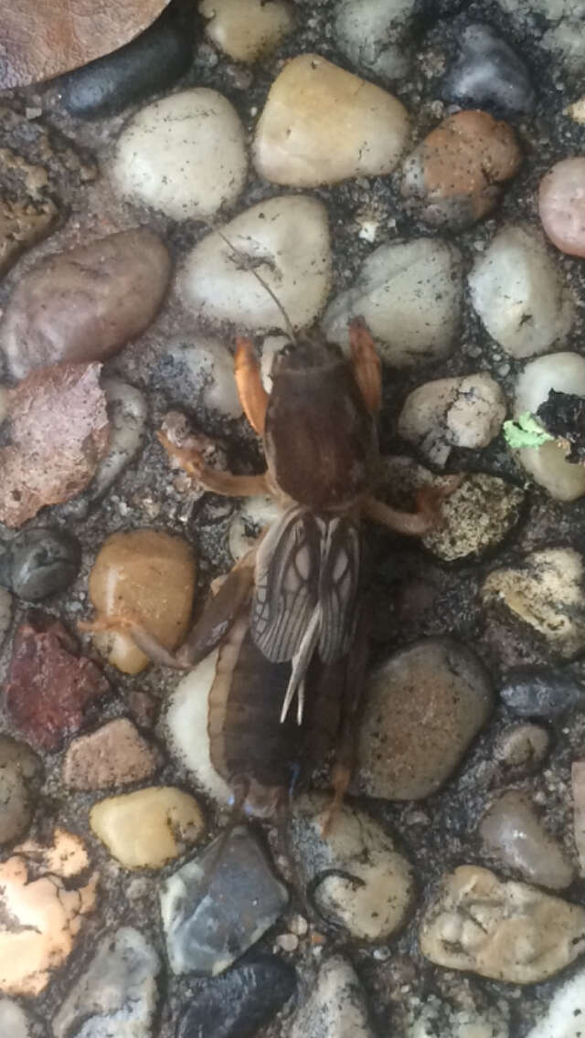 Image of Northern Mole Crickets