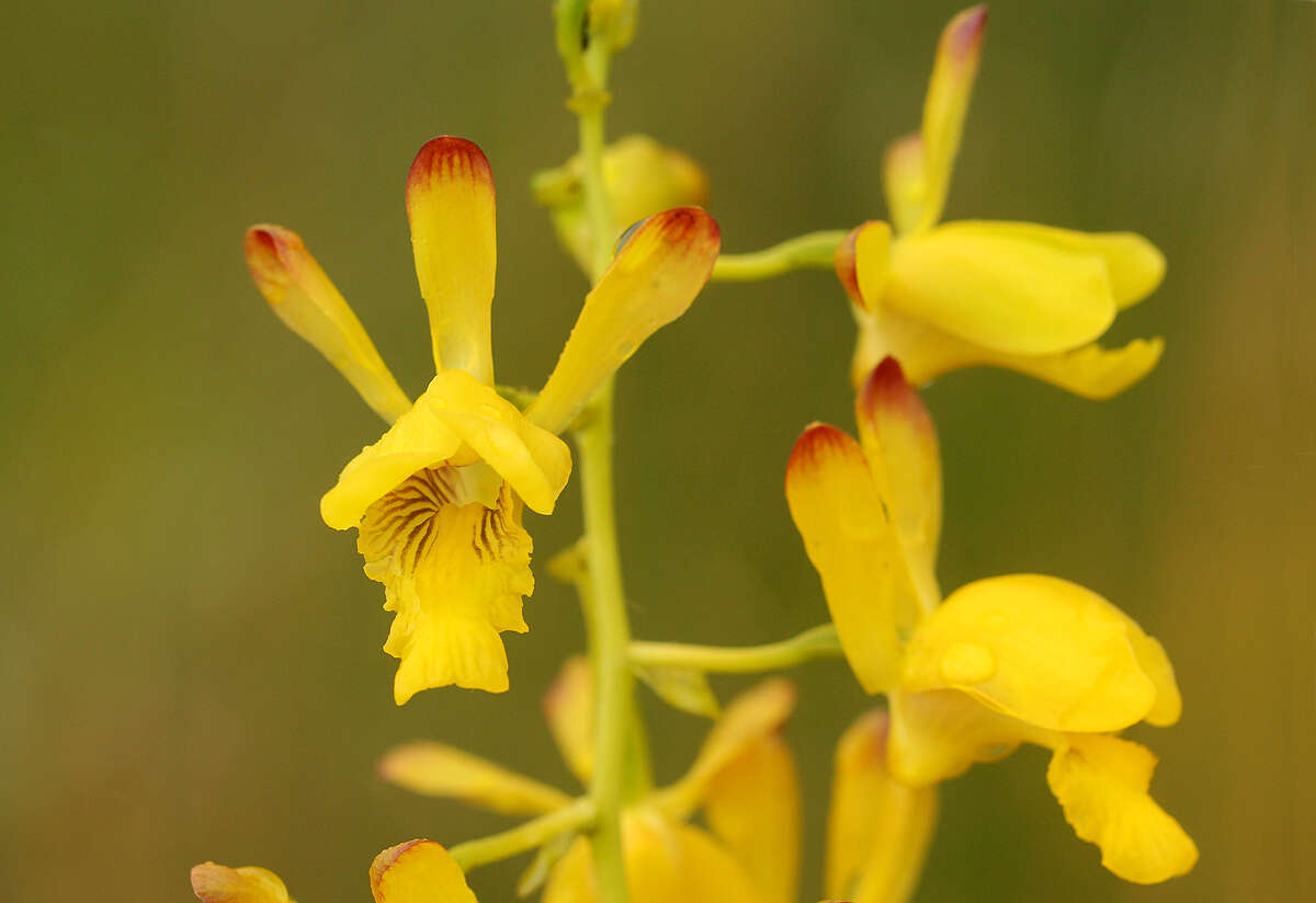 Image de Eulophia angolensis (Rchb. fil.) Summerh.