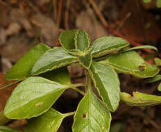Image of Plectranthus lasianthus (Gürke) Vollesen