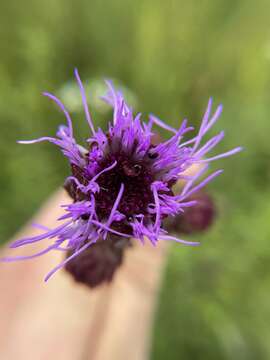 Image of Nieuwland's blazing star