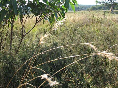 صورة Rytidosperma laeve (Vickery) Connor & Edgar