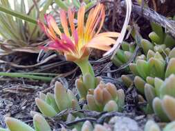 Delosperma dyeri L. Bol. resmi