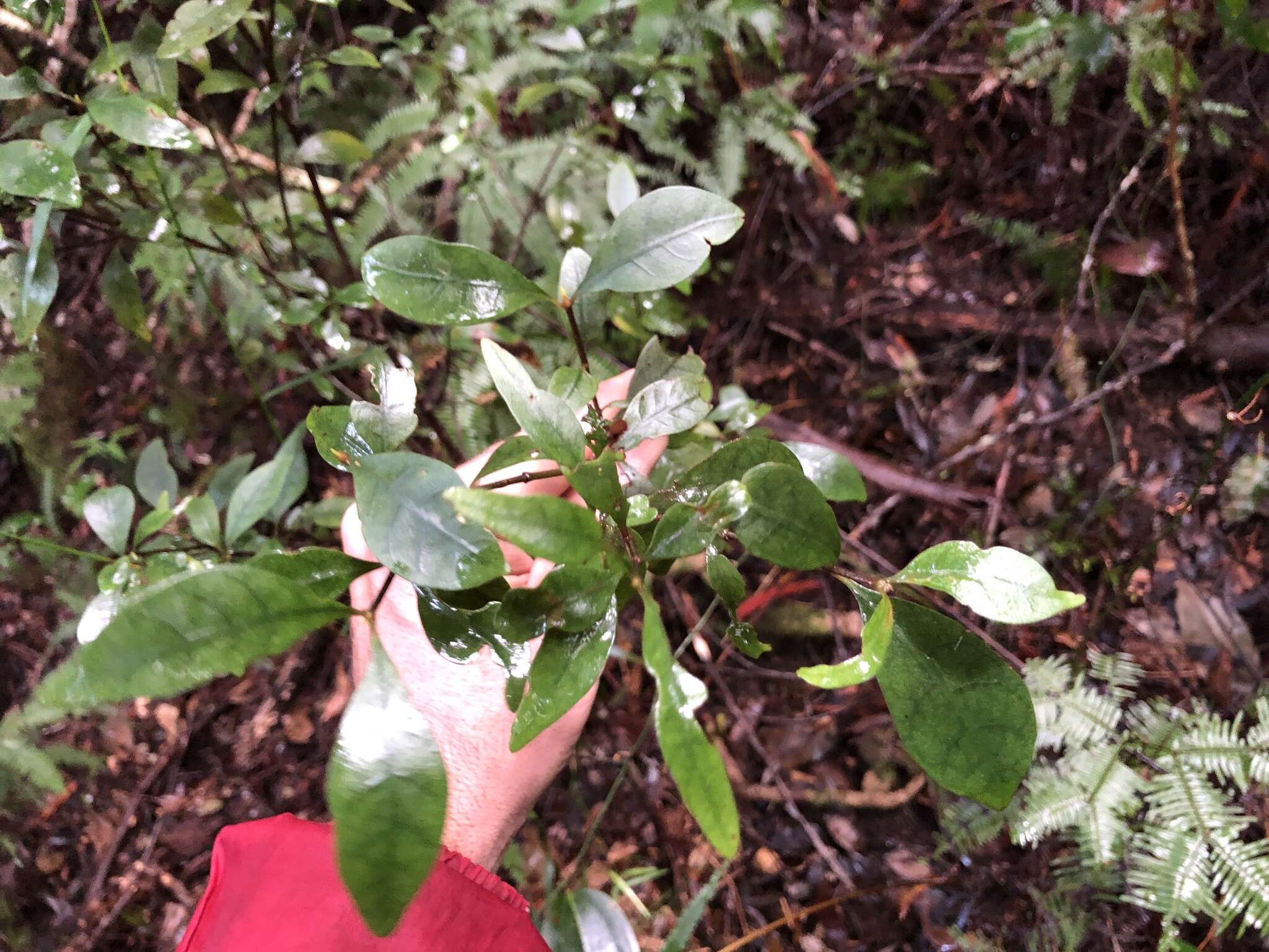 Image of Psychotria simmondsiana F. M. Bailey