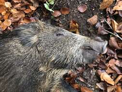 Imagem de Sus scrofa scrofa Linnaeus 1758