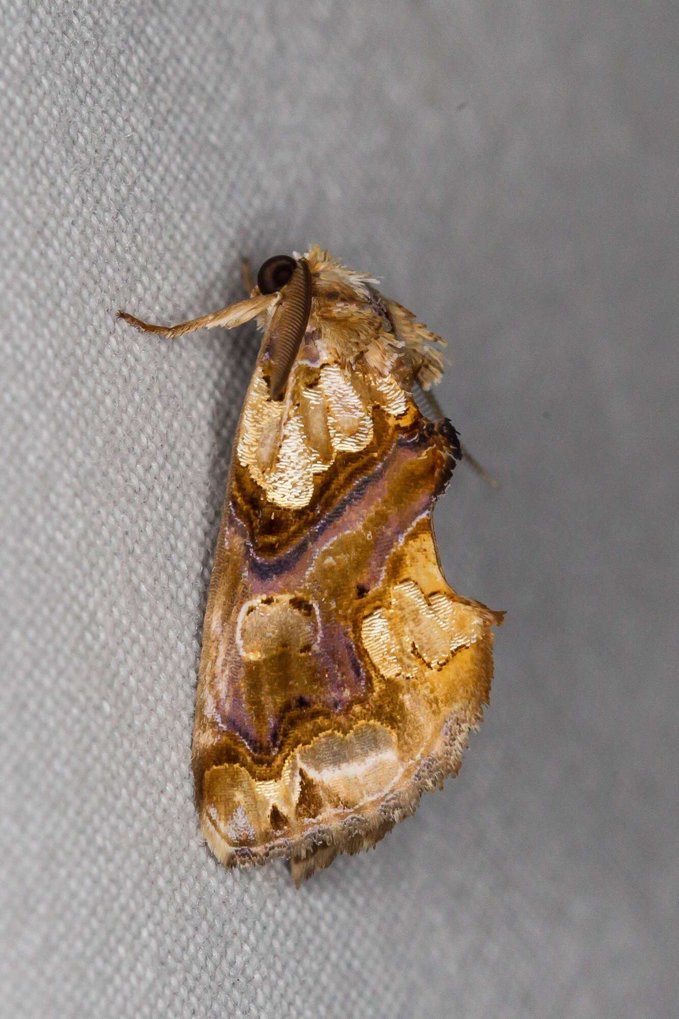 Image of Moonseed Moth