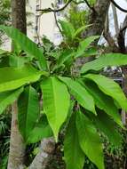 Image of Magnolia alba (DC.) Figlar