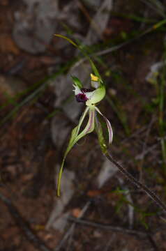 Image of Thin-clubbed mantis orchid