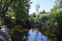 Image of Andalusian Barbel