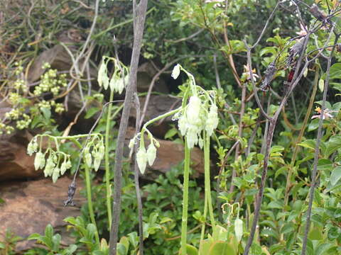 Image of Cotyledon xanthantha van Jaarsv. & Eggli