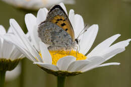 Image de Lycaena boldenarum White 1862