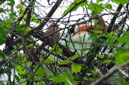 Image of Spot-breasted Thornbird