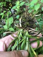 Image of drooping bulrush