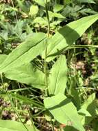 Image of Hieracium krylovii Nevski ex Krylov
