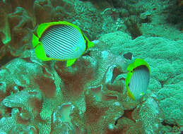 Image of Black-back Butterflyfish