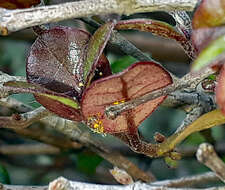 Image of Myrtle rust