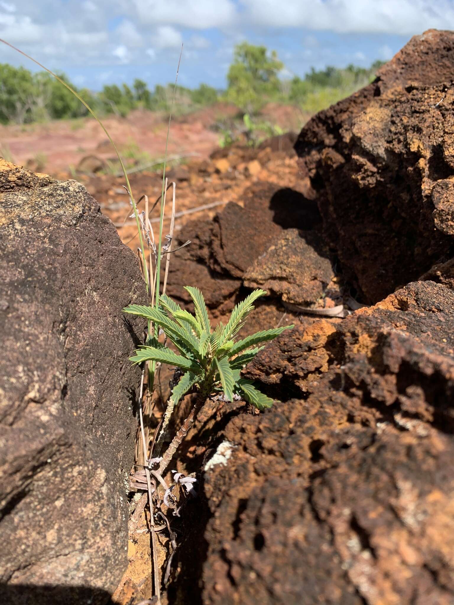 Phyllanthus saffordii Merr.的圖片