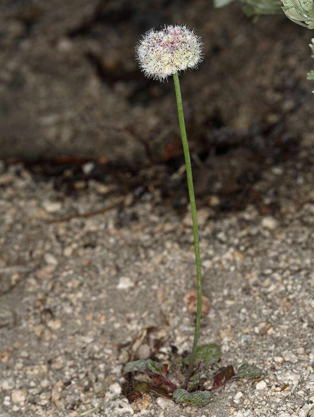 Imagem de Eriogonum nudum var. scapigerum (Eastwood) Jeps.