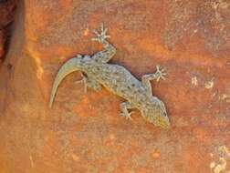 Image of Barnard’s Namib Day Gecko