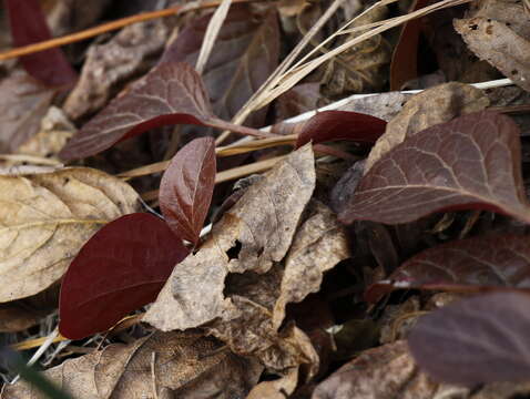 Image de Pyrola asarifolia subsp. incarnata (DC.) E. Murr.