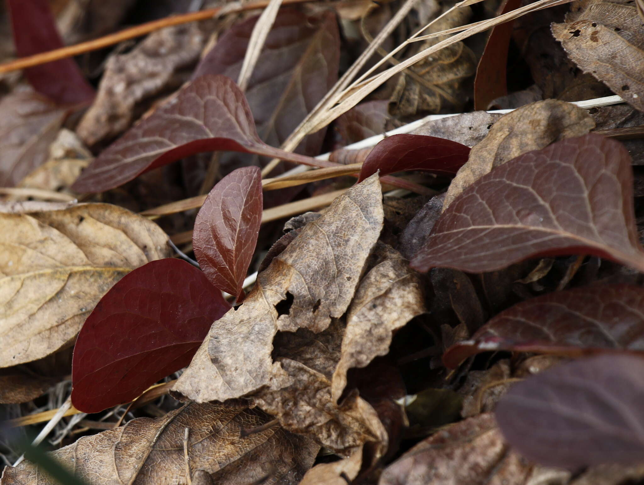 Image of liverleaf wintergreen