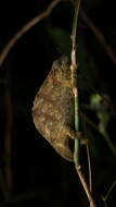 Image of Malawi Stumptail Chameleon