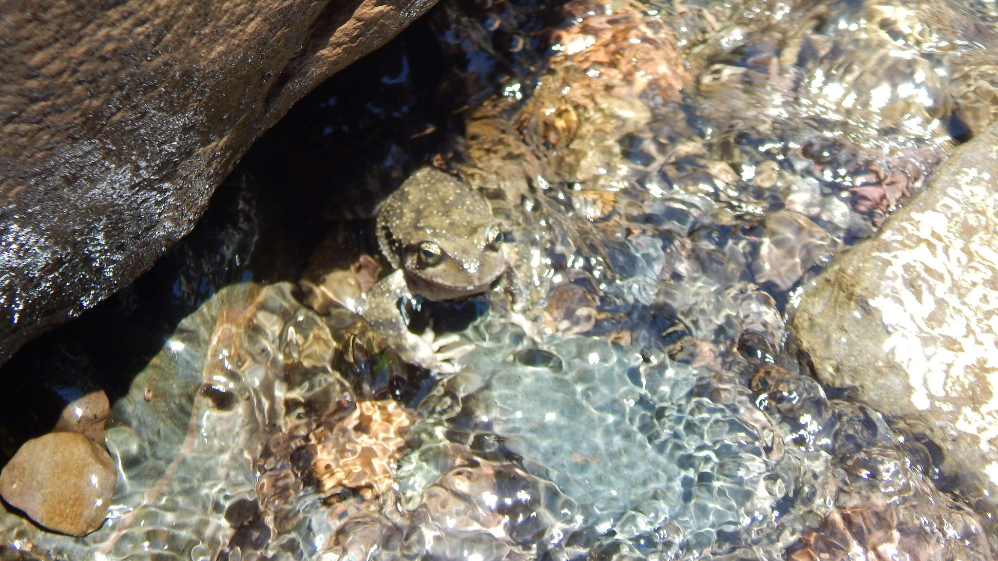 Image of Black Spiny-chest Frog