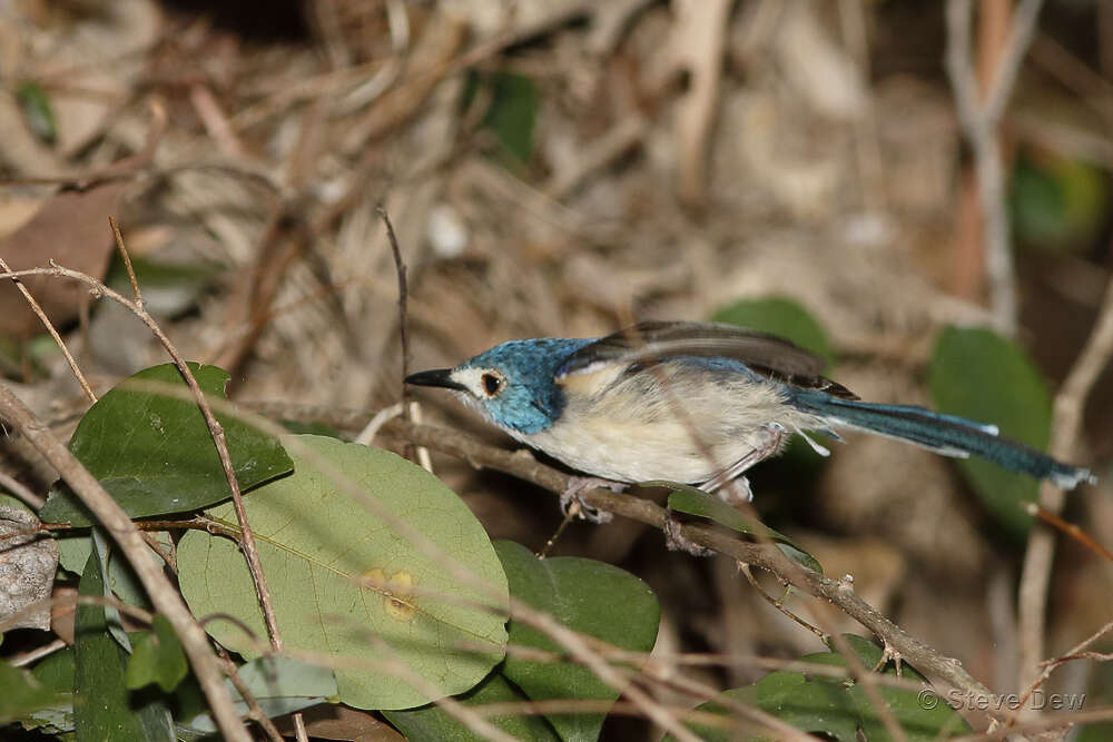 Слика од Malurus amabilis Gould 1852