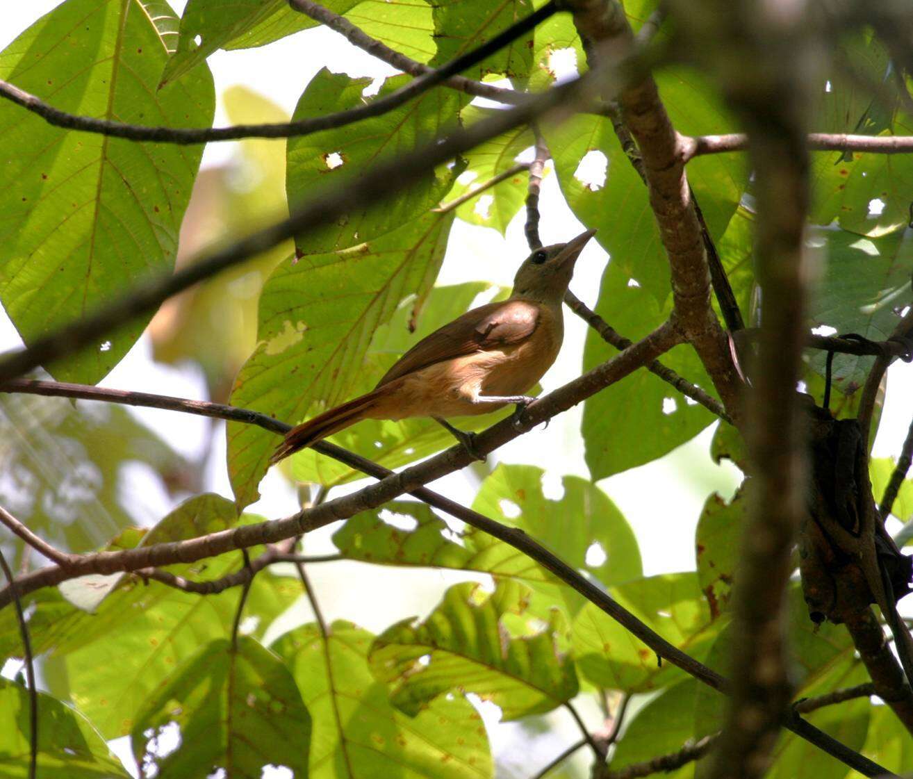 Image of Northern Variable Pitohui