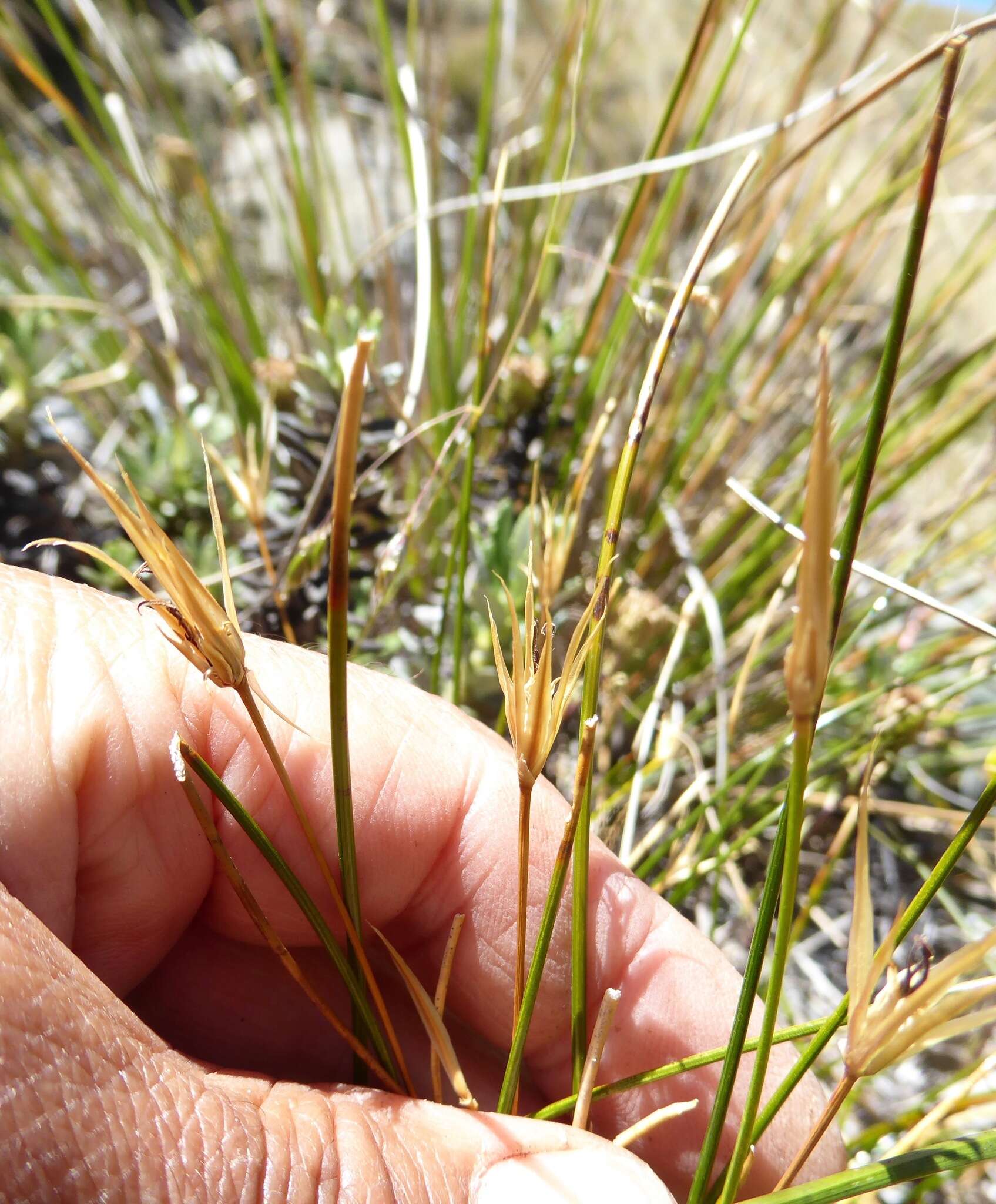 Слика од Marsippospermum gracile (Hook. fil.) Buch.