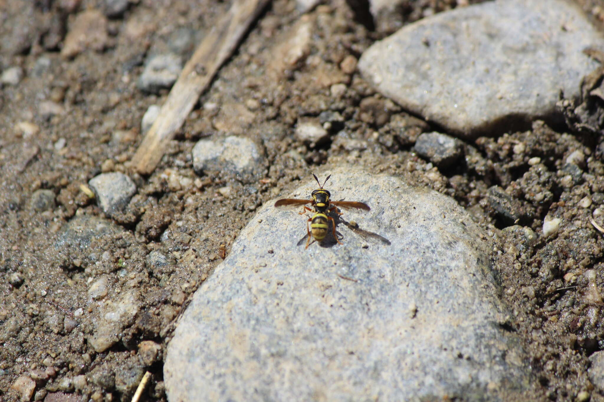 Image of Sphiximorpha durani