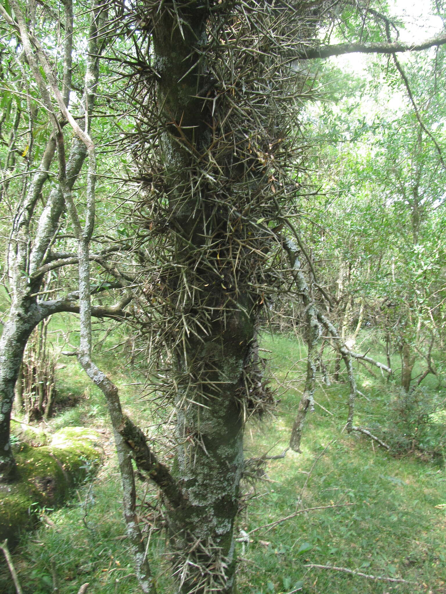 Image of Gleditsia amorphoides (Griseb.) Taub.