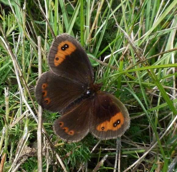 Image of Autumn Ringlet