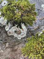 Image of bullseye lichen